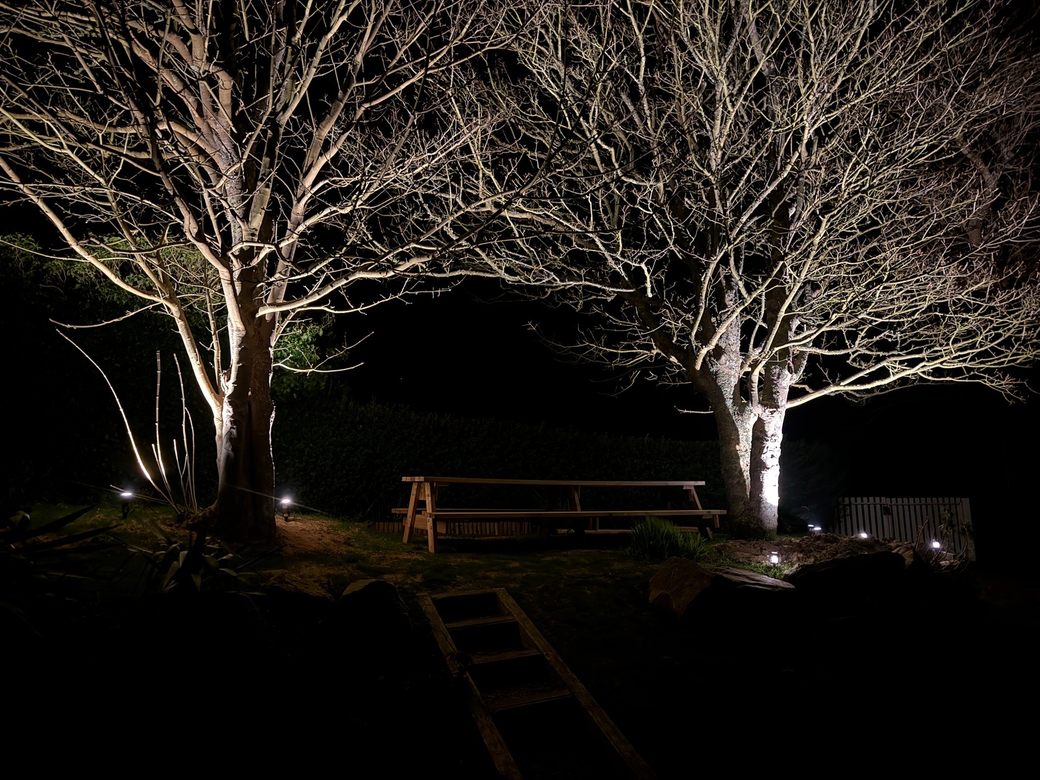 Arbres illuminés la nuit dans le jardin
